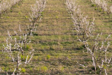 İspanya 'nın güneyinde badem ağaçları yetiştiriyorum, çalılar ve çimenler var, dağlar var.