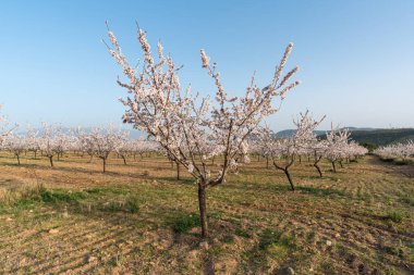 İspanya 'nın güneyinde badem ağaçları yetiştiriyorum, çalılar ve çimenler var, dağlar var ve gökyüzü açık.