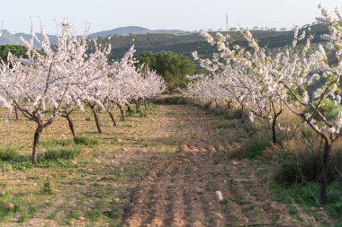 İspanya 'nın güneyinde badem ağaçları yetiştiriyorum, çalılar ve çimenler var, dağlar var ve gökyüzü açık.