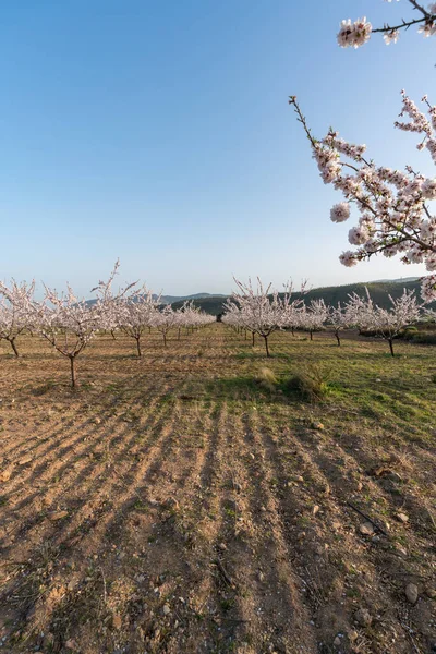 İspanya 'nın güneyinde badem ağaçları yetiştiriyorum, çalılar ve çimenler var, dağlar var ve gökyüzü açık.