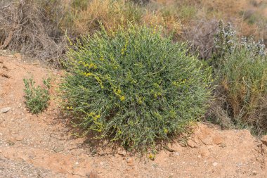 Güney İspanya 'daki tarlada küçük bir çalılık, yeşil ve sarı çiçekler, yerde taşlar ve genel bitki örtüsü var.