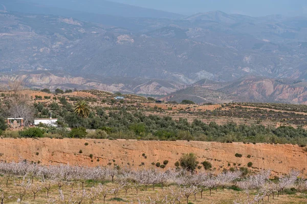 Güney İspanya 'da badem ve zeytin ağaçları tarlası, dağlık bir alan, bir kamyon ve bir araba orman yolunda dolaşır, bir çiftlik evi var.