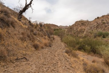 İspanya 'nın güneyindeki dağlık bölgede çalılar, ağaçlar ve kuru otlar var. Gökyüzü bulutlu.