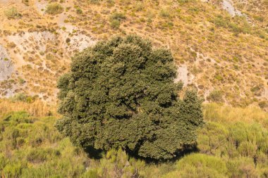 Sierra Nevada dağında Holm meşesi, çalılar ve çimenler var.