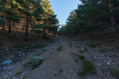 Sierra Nevada 'da bir çam ormanının yolu, yerde kuru dallar, taşlar ve çalılar var, gökyüzü açık.