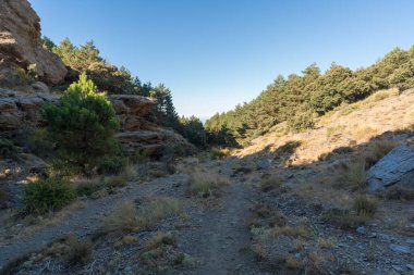 Sierra Nevada 'da bir çam ormanının yolu, yerde kuru dallar, taşlar ve çalılar var, gökyüzü açık.