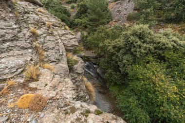 Dağdaki su akıntısı, kayaların yosunları, ağaçlar ve çalılar var.