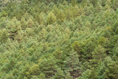 Sierra Nevada 'daki çam ormanı, bir dağın yamacında ağaçlar, ışıklar ve gölgeler var.