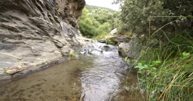 Dağdaki su akıntısı, kayaların yosunları, ağaçlar ve çalılar var.