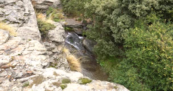 Ruscello Acqua Sulla Montagna Roccia Muschio Sono Alberi Cespugli — Video Stock