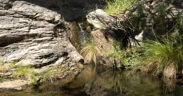 Stream Water Mountain Rock Has Moss Trees Bushes — Stock Video