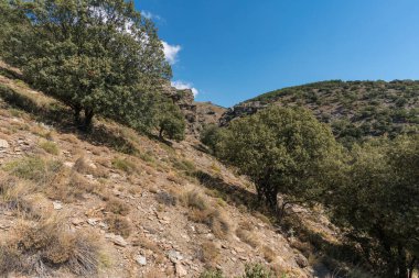 Sierra Nevada 'da bir dağın yamacındaki ağaçlar, yerde taşlar ve çalılar var, bir çam ormanı var ve gökyüzü açık.