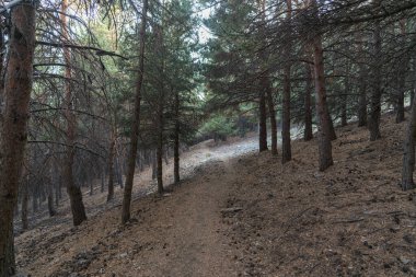 Sierra Nevada dağındaki toprak yolda, bir çam ormanı var, çalılar var.