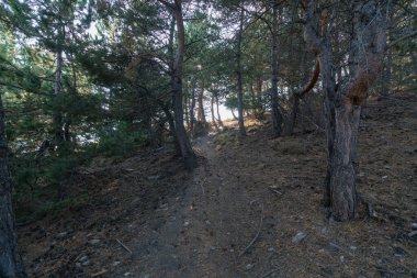 Sierra Nevada dağındaki toprak yolda, bir çam ormanı var, çalılar var.