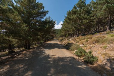 Sierra Nevada dağındaki toprak yol, bir çam ormanı, çalılar ve gökyüzünde bulutlar var.