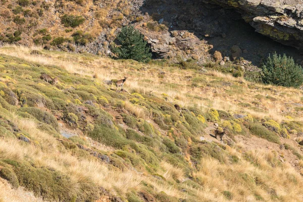 Grupo Cabras Montanha Sierra Nevada Cabras Têm Chifres Uma Área — Fotografia de Stock