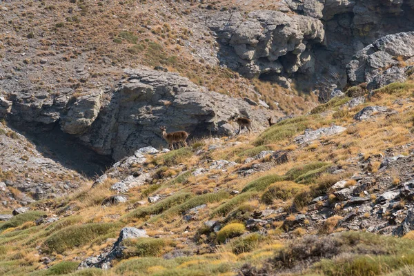 Grupo Cabras Montanha Sierra Nevada Cabras Têm Chifres Uma Área — Fotografia de Stock