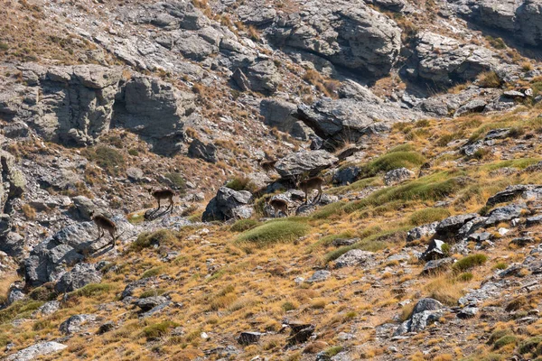 Group Mountain Goats Sierra Nevada Goats Have Horns Steep Area — Stock Photo, Image