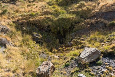 Sierra Nevada 'daki yeşil bitki örtüsü bölgesinde taşlar ve kayalar var.