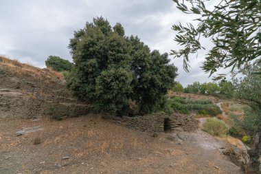 Sierra Nevada 'da yüzüncü yıl meşesi, birkaç eski taş duvar, çalılar ve gökyüzü bulutlu.