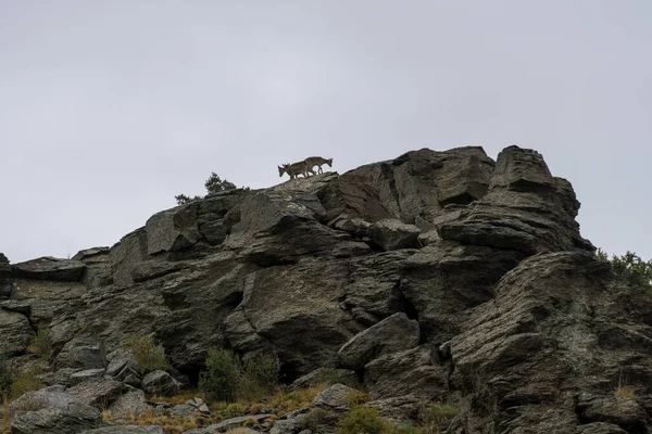 Groupe Chèvres Montagne Dans Sierra Nevada Les Chèvres Ont Des — Photo