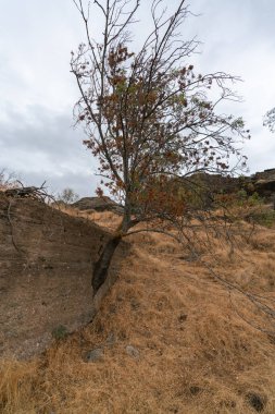 Beton bir duvarda büyüyen ağaç, kuru çimenler, kayalar ve gökyüzü bulutlu.