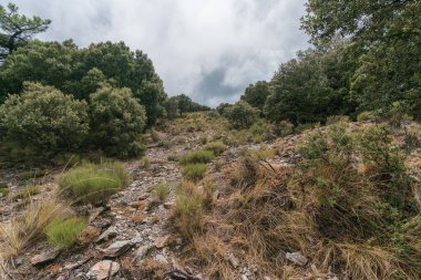 Sierra Nevada 'daki Holm meşe ormanı, çalılar, taşlar var ve gökyüzü bulutlu.