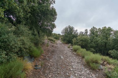 Sierra Nevada 'daki Holm meşe ormanı, çalılar, taşlar var ve gökyüzü bulutlu.