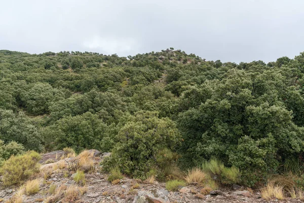 Bosque Roble Holm Sierra Nevada Hay Arbustos Hay Piedras Cielo — Foto de Stock