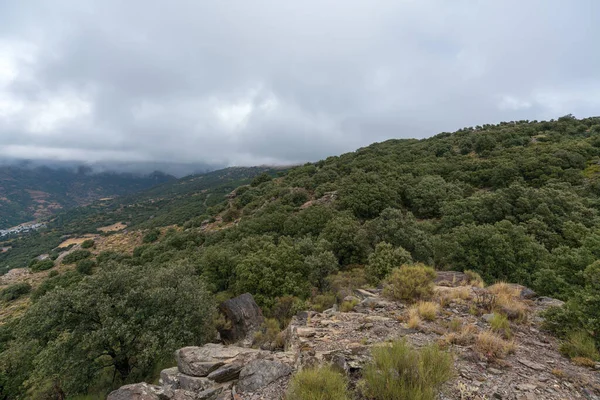 Bosque Roble Holm Sierra Nevada Hay Arbustos Hay Piedras Cielo — Foto de Stock