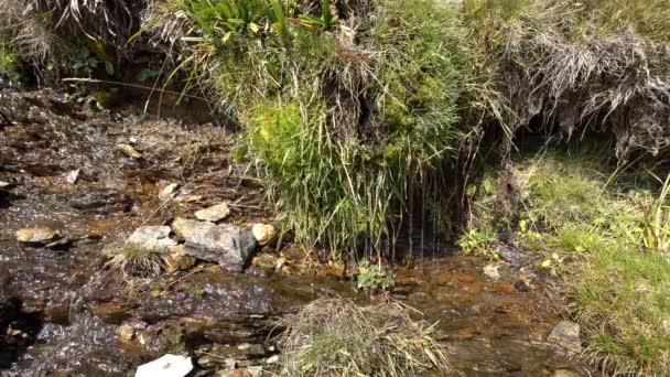 Water Flowing Vegetation Grass Stones — Vídeo de Stock