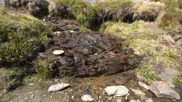 Water Flowing Vegetation Grass Stones — ストック動画