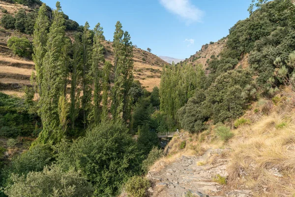 Mountainous Landscape Sierra Nevada Southern Spain Trees Bushes Grass Rocks — Φωτογραφία Αρχείου