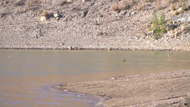 Ptaki Latające Nad Wodą Jest Zbiornik Wodny Kamienie Kilka Krzewów — Wideo stockowe