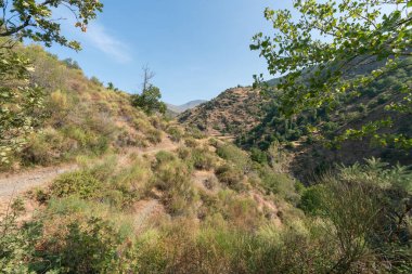 Sierra Nevada dağının yayan yolu üzerinde ağaçlar, çalılar ve kuru otlar var, gökyüzü temiz.