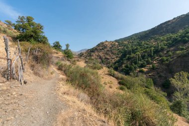 Sierra Nevada dağının yayan yolu üzerinde ağaçlar, çalılar ve kuru otlar var, gökyüzü temiz.