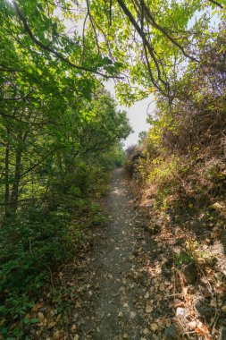 Sierra Nevada dağının yayan yolu üzerinde ağaçlar, çalılar ve kuru otlar var.