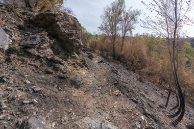Sierra Nevada 'da kireçlenmiş arazi, yanmış ağaçlar, kayalar ve taşlar var, gökyüzü bulutlu.
