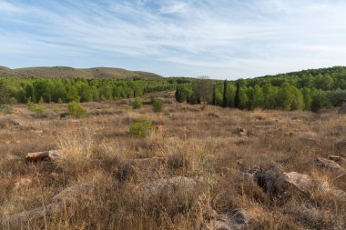 Güney İspanya 'nın dağlık arazisi, bir çam ormanı var, çalılar ve çimenler var, taşlar var, gökyüzünde bulutlar var
