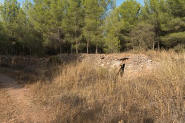 Eski bir sarnının dışı, sarnıç taşın üzerine inşa edilmiş, kuru otlar, çalılar ve bir çam ormanı var, gökyüzünde bulutlar var.