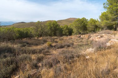 İspanya 'nın güneyindeki dağlarda çam ağaçları, kuru badem ağaçları, çimenler kuru, taşlar var, gökyüzü bulutlu.
