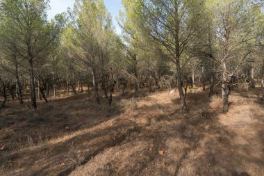 İspanya 'nın güneyindeki dağlarda çam ağaçları, kuru badem ağaçları, çimenler kuru, taşlar var.