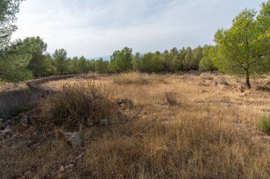 Dağda çam ormanları, çalılar ve kuru otlar var, taşlar var, bir çember oluşturan bir duvar var, gökyüzünde bulutlar var.