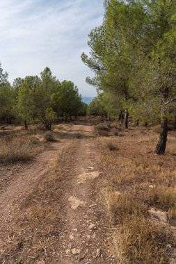 Çam ormanlarının arasında orman izleri, yerde kuru dallar var, gökyüzünde bulutlar var.