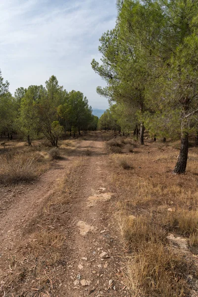 forest track among a pine forest, there are dry branches on the ground, the sky has clouds