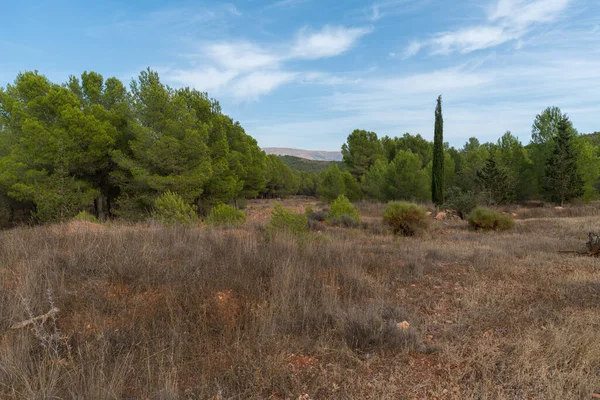 İspanya 'nın güneyindeki dağlarda çam ağaçları, kuru badem ağaçları, çimenler kuru, taşlar var, gökyüzü bulutlu.
