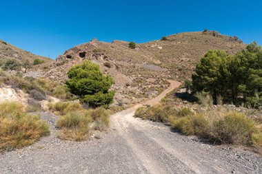 Çam ormanlarının arasında orman yolu var, yerde kuru dallar var, gökyüzü açık.