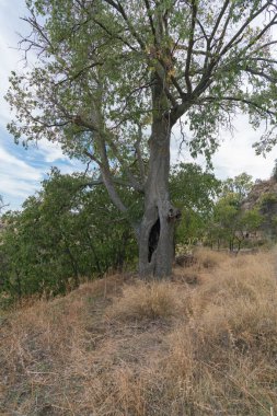 İspanya 'nın güneyindeki dağda yüzüncü yıl ağacı, kuru otlar var, gökyüzünde bulutlar var.