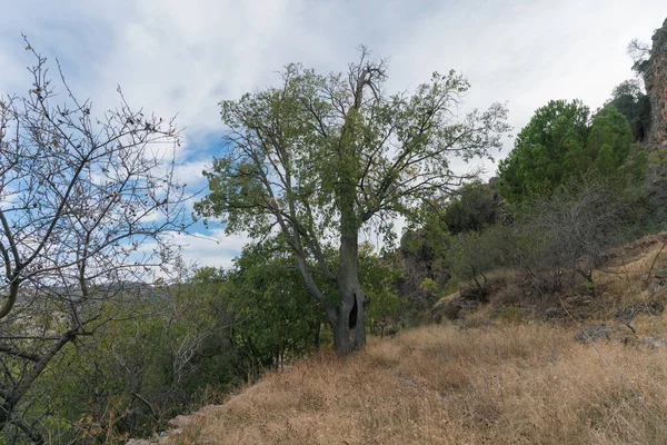 Trees Mountain Southern Spain Bushes Dry Grass Sky Has Clouds — Stock Photo, Image