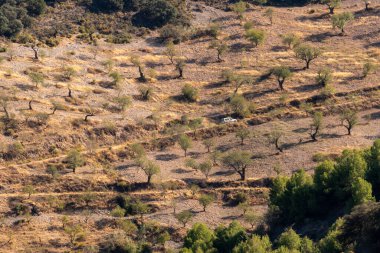 Orman yolu boyunca giden bir araba, bir dağ bölgesi, badem ve çam ağaçları var.
